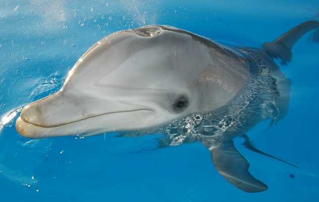 delfino-ponza-568722345