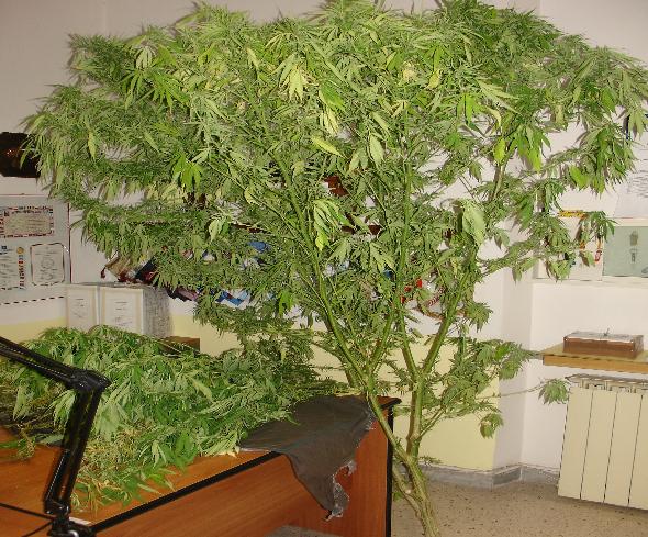 marijuana-latina-76543322