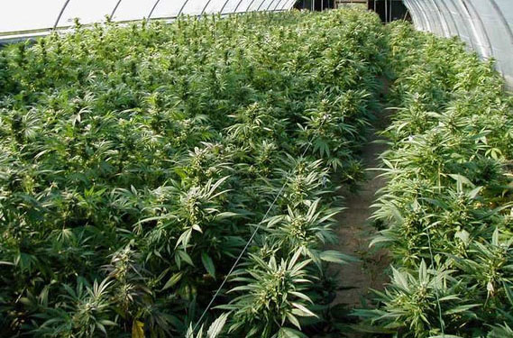 marijuana-sabaudia-latina-57945355
