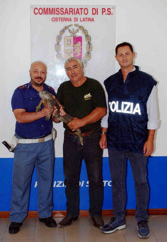 Iguana-cisterna