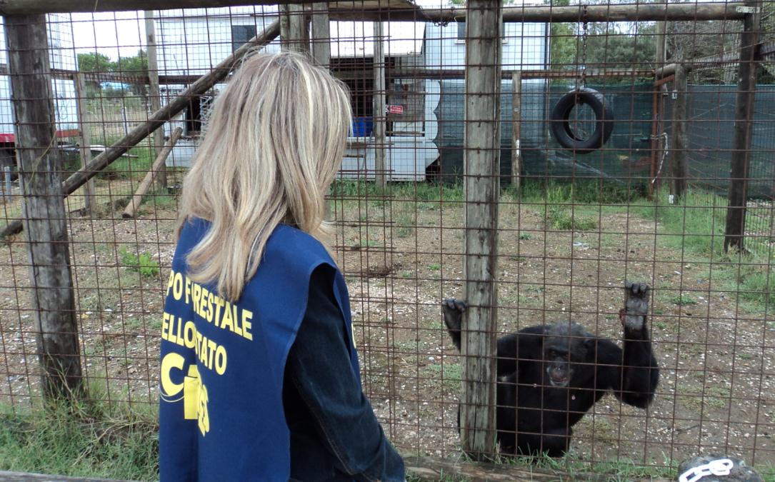 sequestro-zoo-latina-forestale-893542