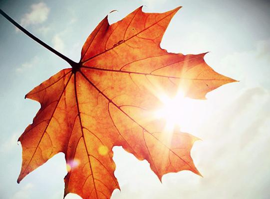 sole-autunno-latina-23271221