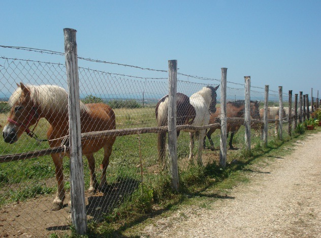 cavalli