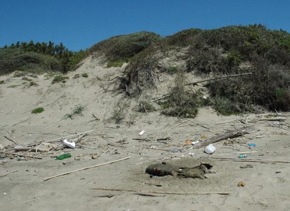sabaudia-spiaggia-sporcizia-latina24ore-5798222