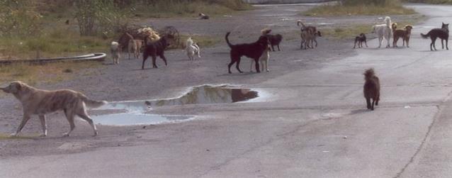 cani-randagi-strada-latina24ore-657242