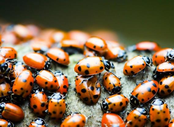 coccinelle-latina-24ore-5687982